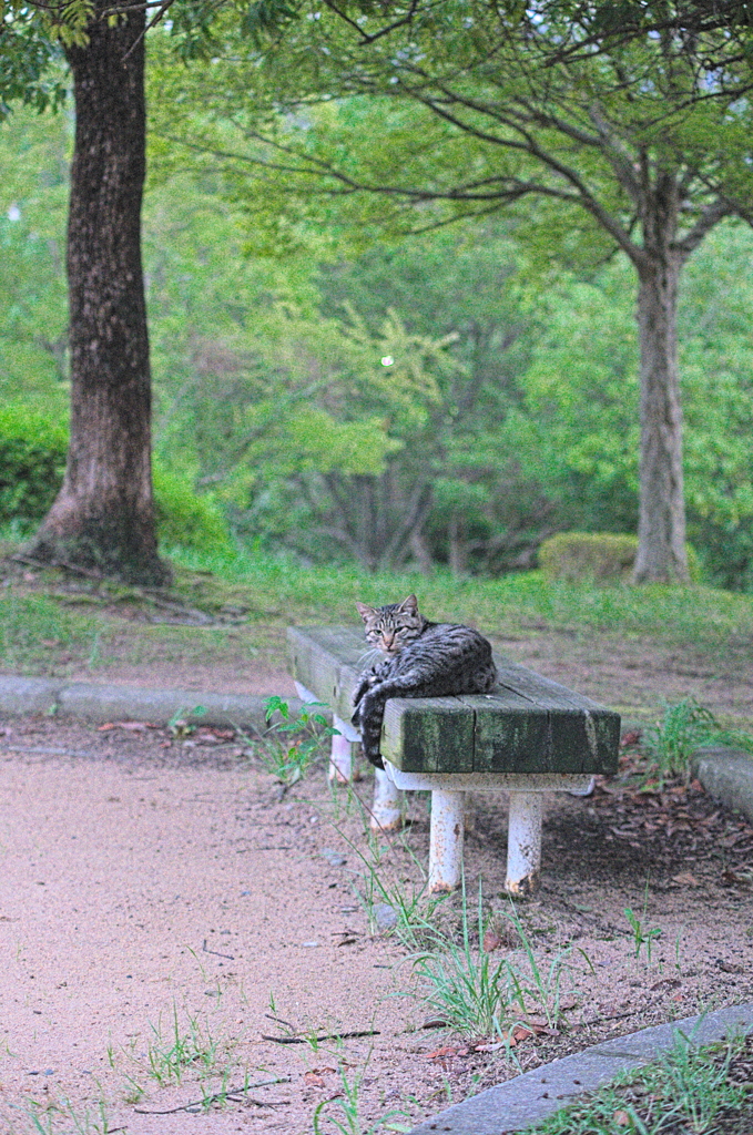 吾輩は猫である、ニャー # 876