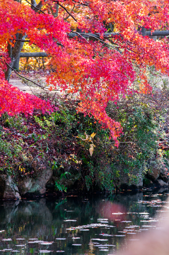 水辺の紅葉