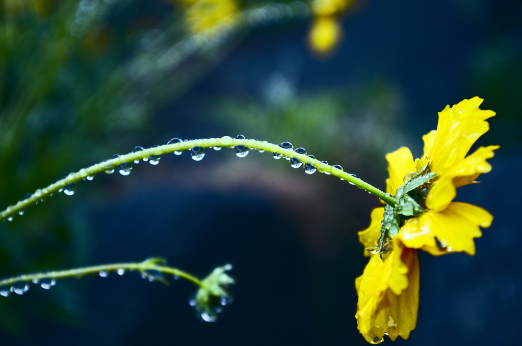 雨粒