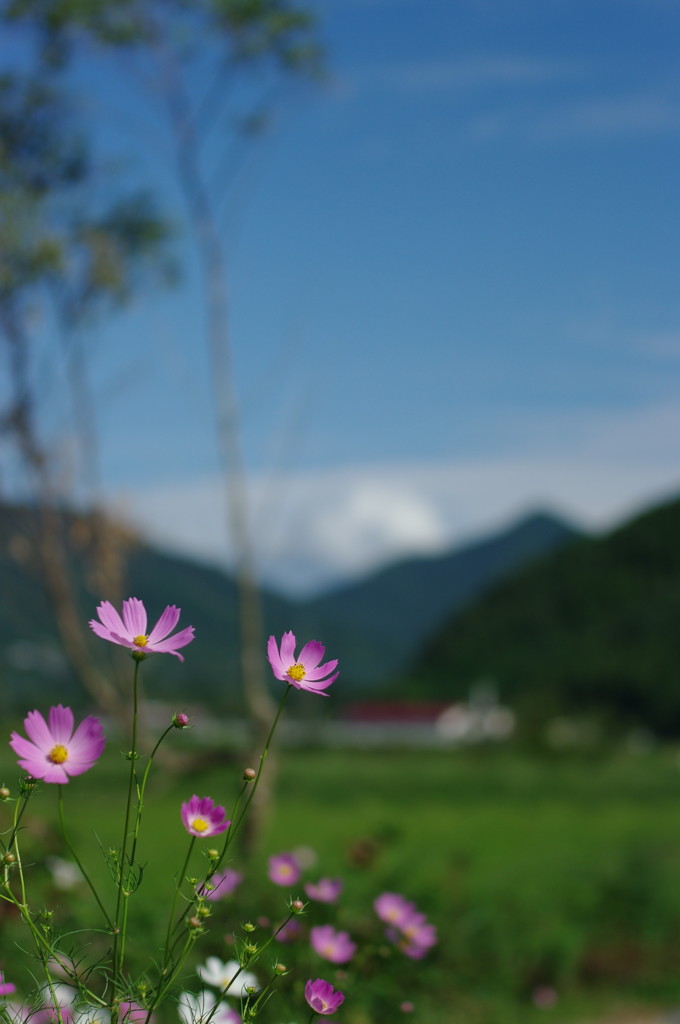 秋桜のある風景