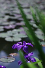 カキツバタ