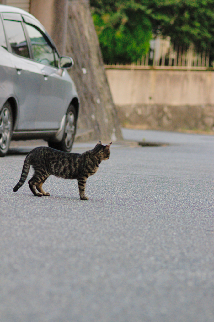 吾輩は猫である、ニャー # 482