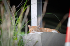 吾輩は猫である、ニャー # 850