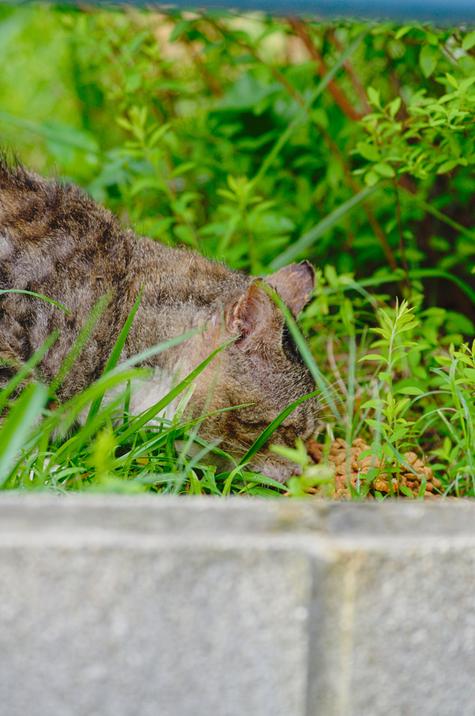 吾輩は猫である、ニャー # 387