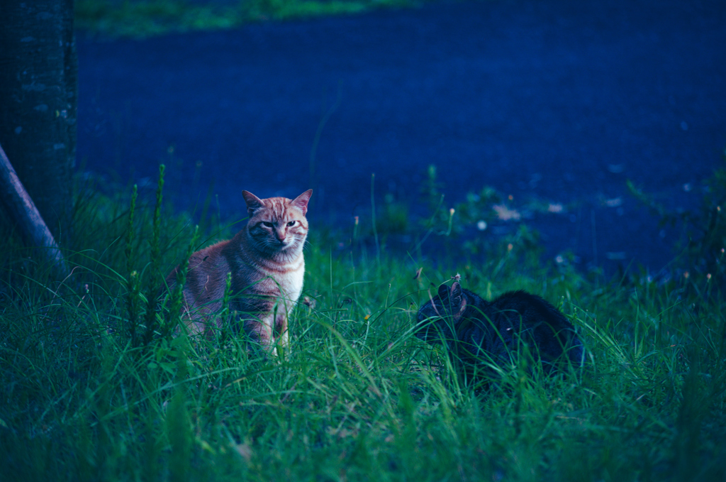 吾輩は猫である、ニャー # 1139