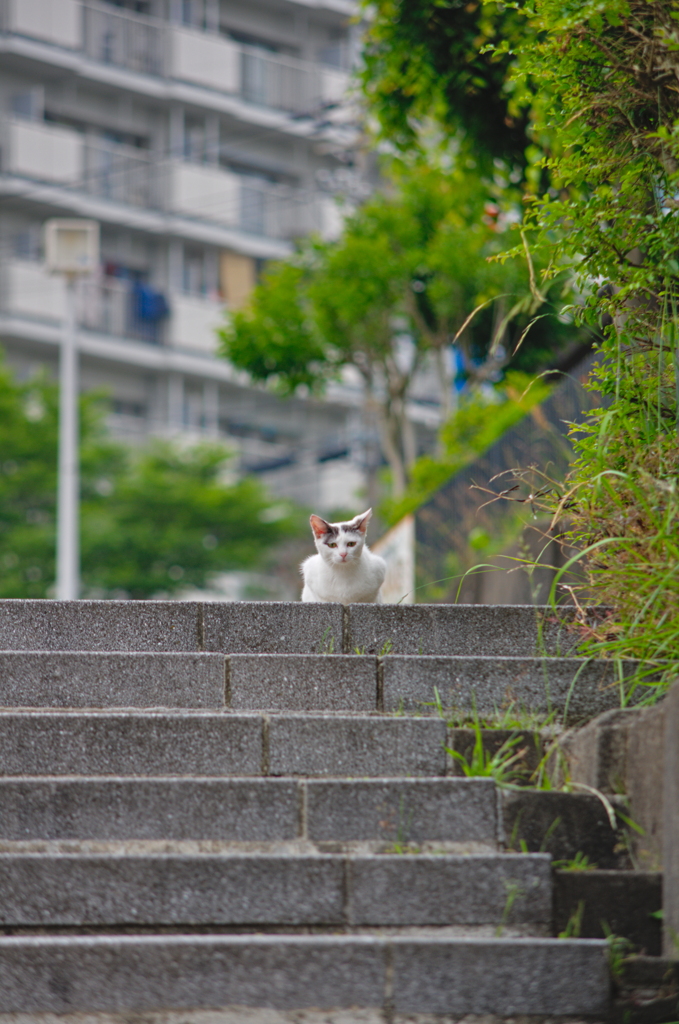 吾輩は猫である、ニャー # 741
