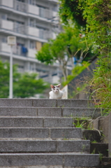 吾輩は猫である、ニャー # 741