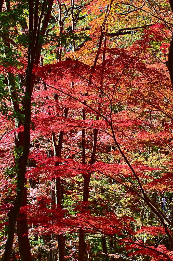 紅葉三昧 '2019
