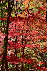 紅葉三昧 '2019