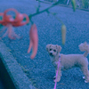 my pretty dog Ⅱ # 362
