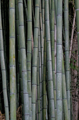 竹
