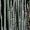 竹
