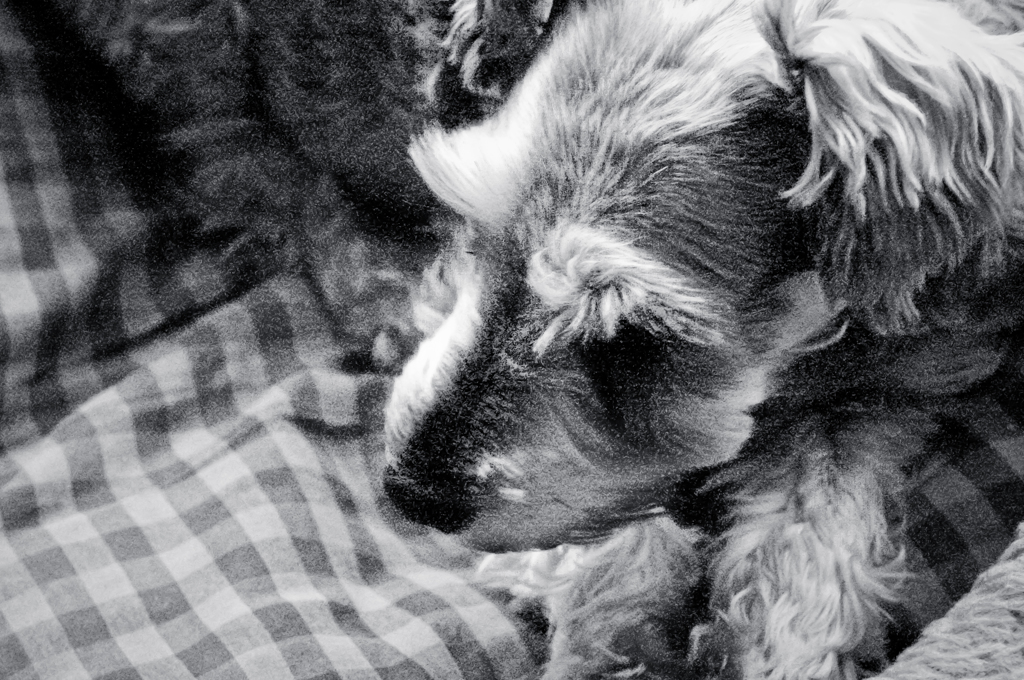 my pretty dog # 76