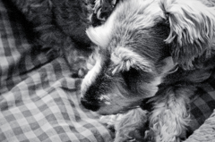my pretty dog # 76