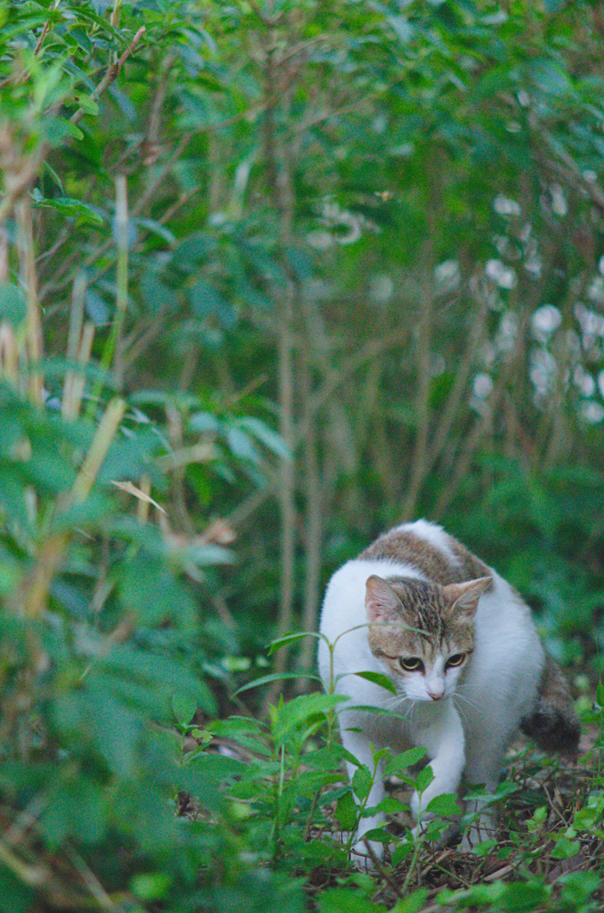 吾輩は猫である、ニャー # 499