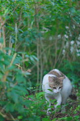 吾輩は猫である、ニャー # 499