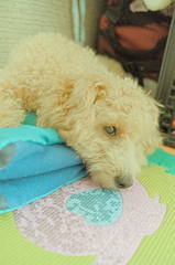 my pretty dog Ⅱ # 145