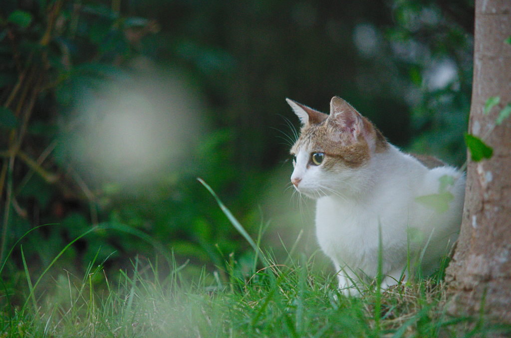 吾輩は猫である、ニャー # 502