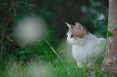 吾輩は猫である、ニャー # 502