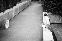 吾輩は猫である、ニャー # 813