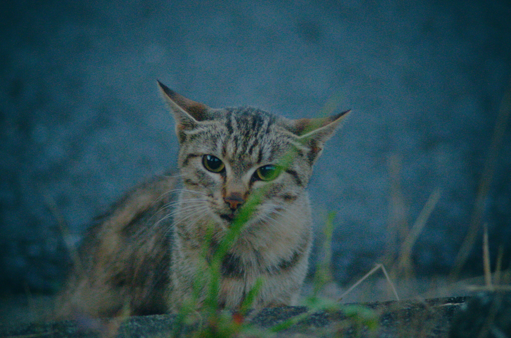 吾輩は猫である、ニャー # 1177