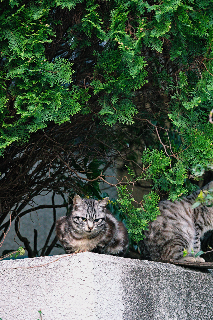 吾輩は猫である、ニャー # 911