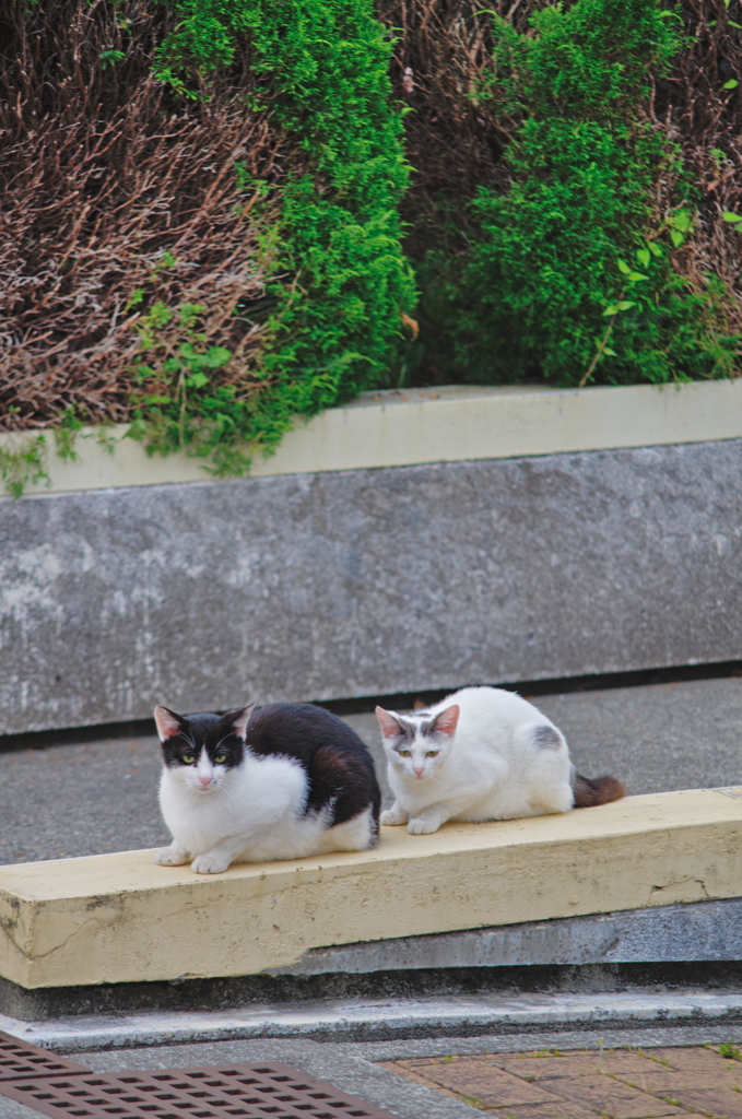 吾輩は猫である、ニャー # 740