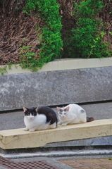 吾輩は猫である、ニャー # 740