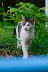 吾輩は猫である、ニャー # 468