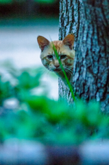 吾輩は猫である、ニャー # 45