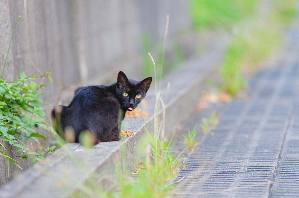 吾輩は猫である、ニャー # 430