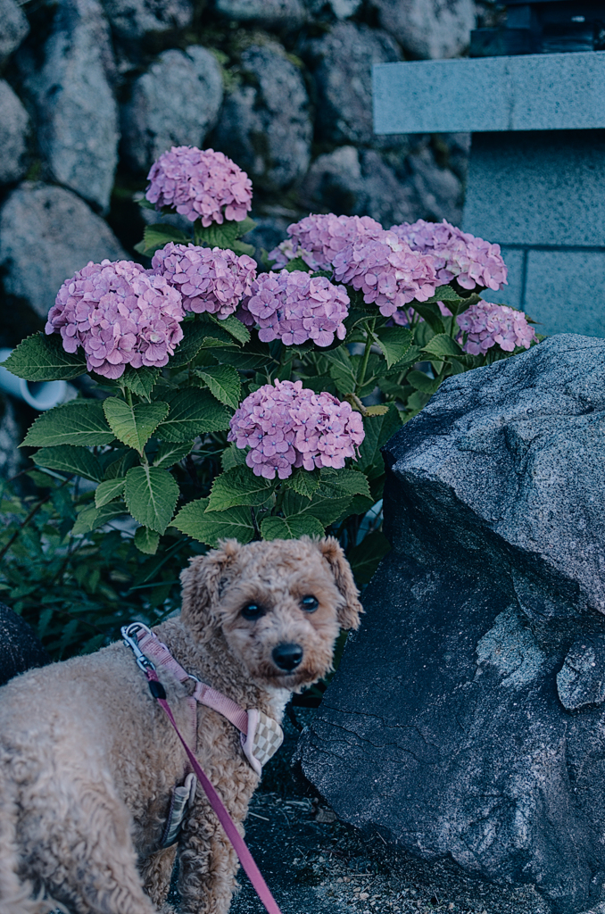 my pretty dog Ⅱ # 339