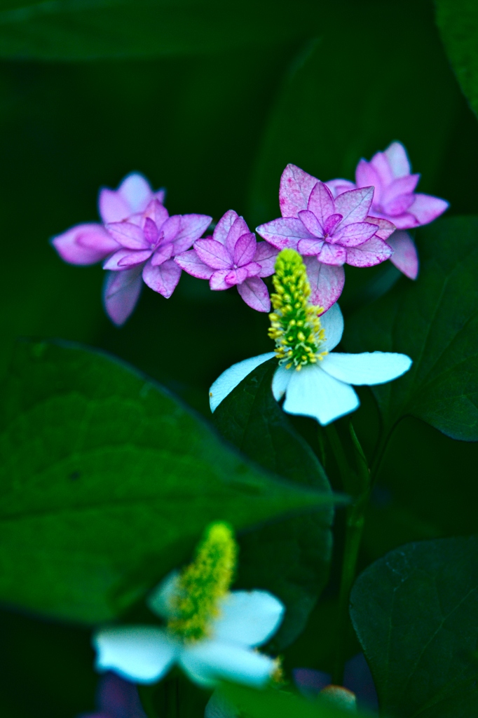 アジサイとドクダミ