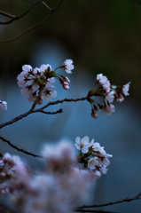 お散歩桜　#3