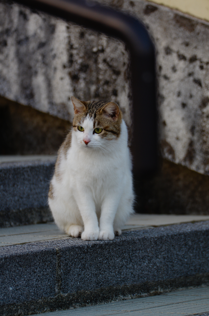 吾輩は猫である、ニャー # 77