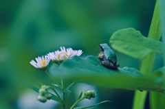 カエル