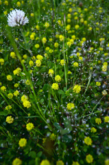 コメツブツメグサ