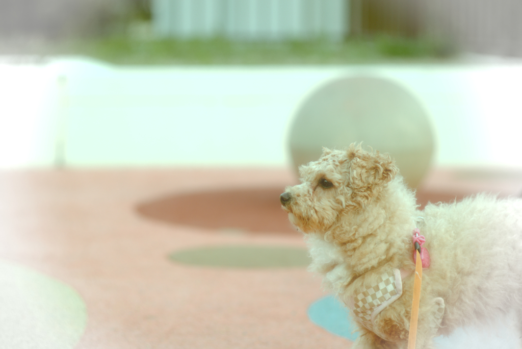 my pretty dog Ⅱ # 258