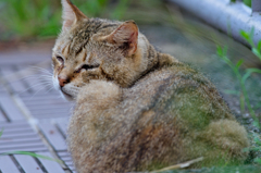 吾輩は猫である、ニャー # 360