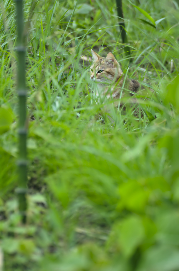 吾輩は猫である、ニャー # 192
