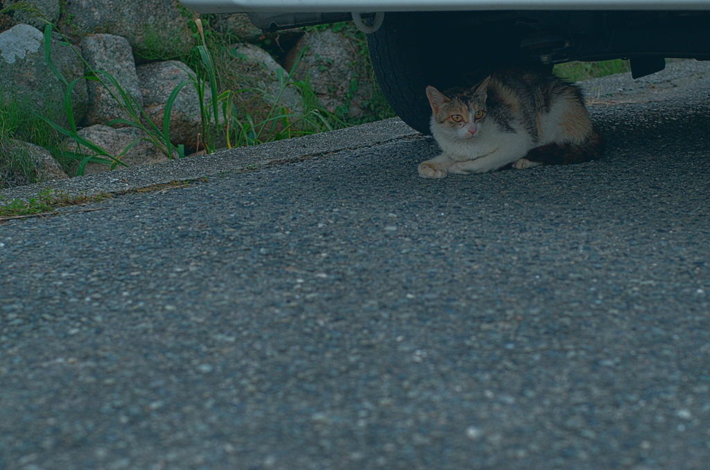 吾輩は猫である、ニャー # 1159