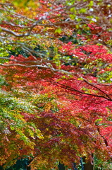 紅葉三昧 '2019