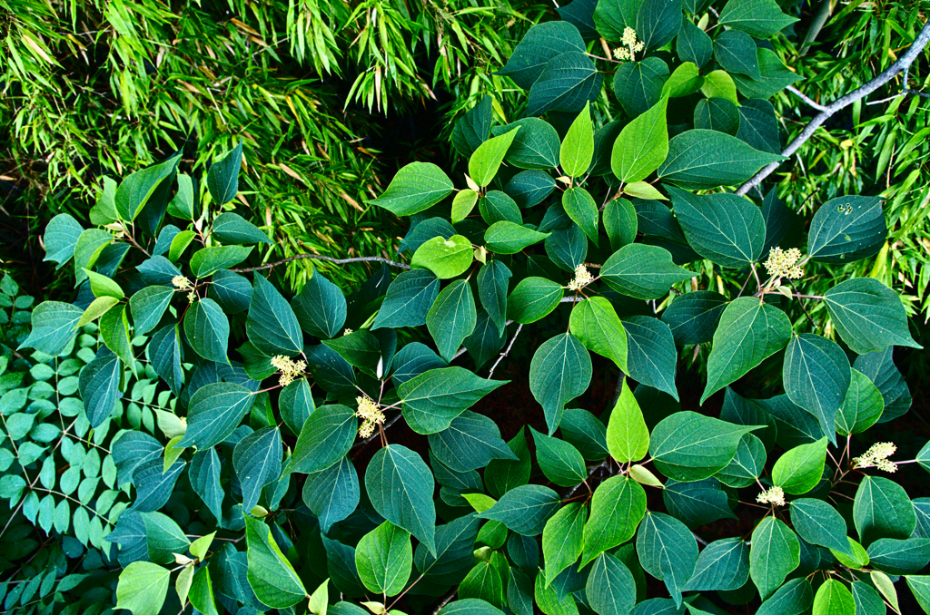 葉っぱいろいろ