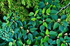 葉っぱいろいろ