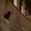 吾輩は猫である、ニャー # 1071