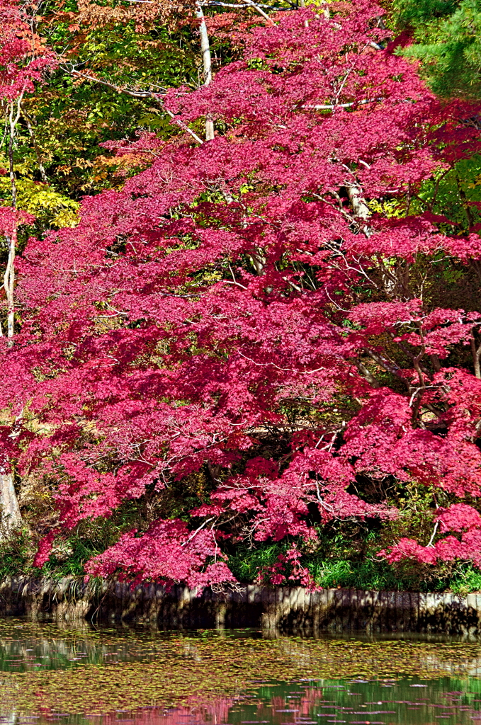 紅葉三昧 '2019