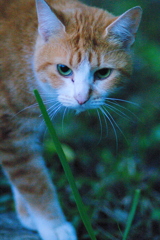 吾輩は猫である、ニャー # 672