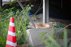 吾輩は猫である、ニャー # 848