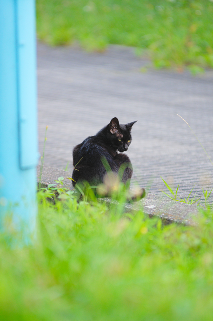 吾輩は猫である、ニャー # 428