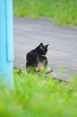 吾輩は猫である、ニャー # 428